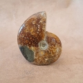 Ammonite Uncut polished fossil 102