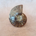 Ammonite Uncut polished fossil 118